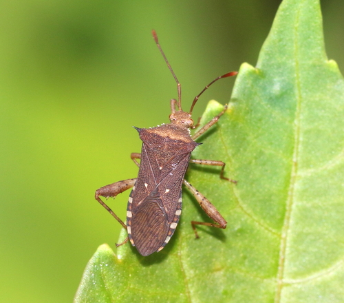 Zicca taeniola (Dallas, 1852)