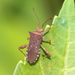 Zicca taeniola - Photo (c) Jay L. Keller, todos los derechos reservados, subido por Jay L. Keller