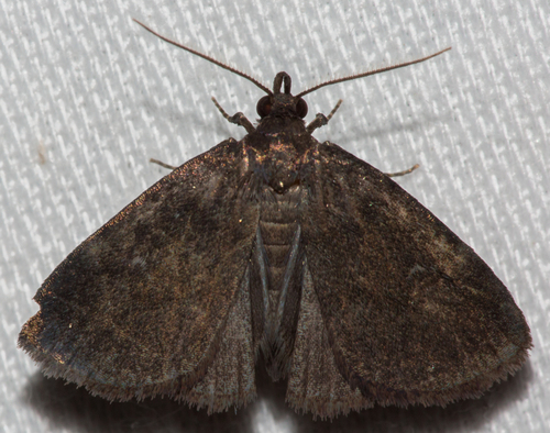 Rotund Idia Moth