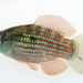 American Flagfish - Photo (c) Michael Tobler, all rights reserved, uploaded by Michael Tobler