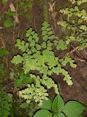 Adiantum concinnum image