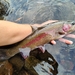 Columbia River Redband Trout - Photo (c) Gabriel Somarriba, all rights reserved, uploaded by Gabriel Somarriba