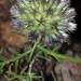 Rough-leaved Globe-Thistle - Photo (c) Luis Lopes Silva, all rights reserved, uploaded by Luis Lopes Silva