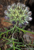 Rough-leaved Globe-Thistle - Photo (c) Luis Lopes Silva, all rights reserved, uploaded by Luis Lopes Silva