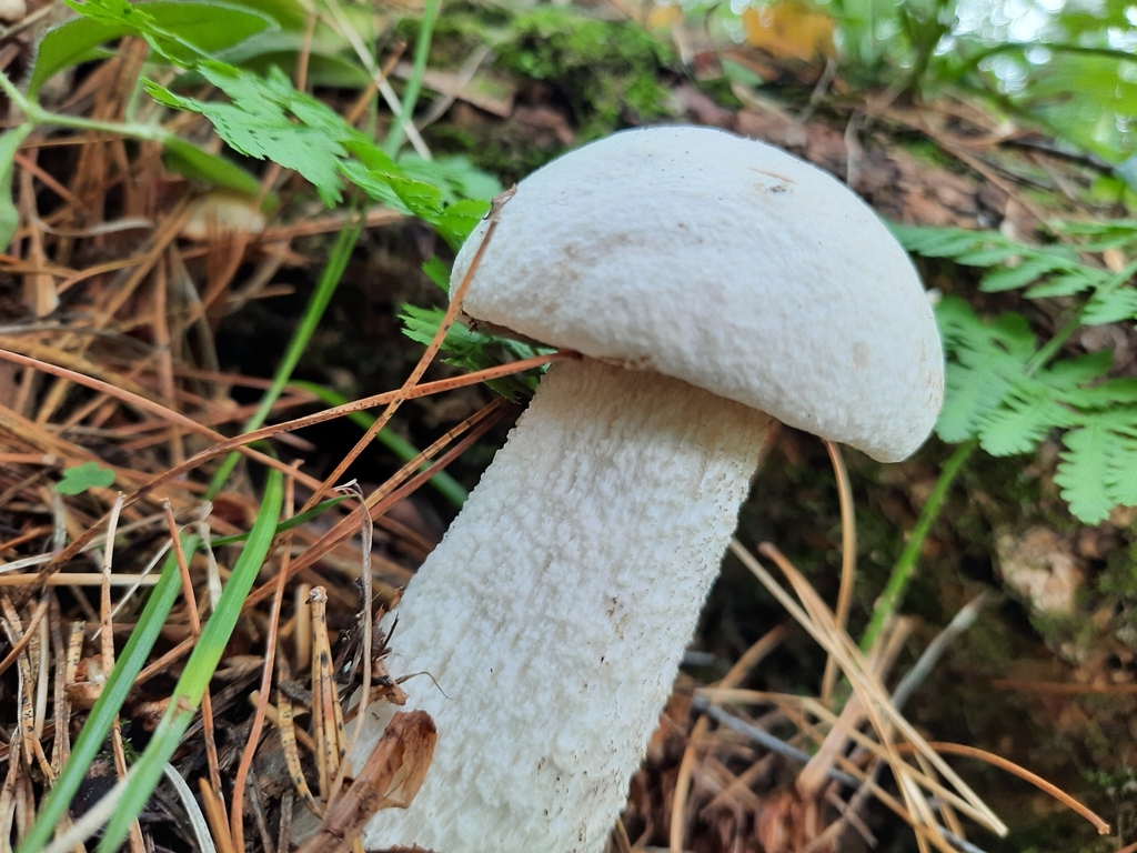 Leccinum percandidum · iNaturalist