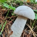 Leccinum percandidum - Photo (c) Даша Михина, all rights reserved, uploaded by Даша Михина