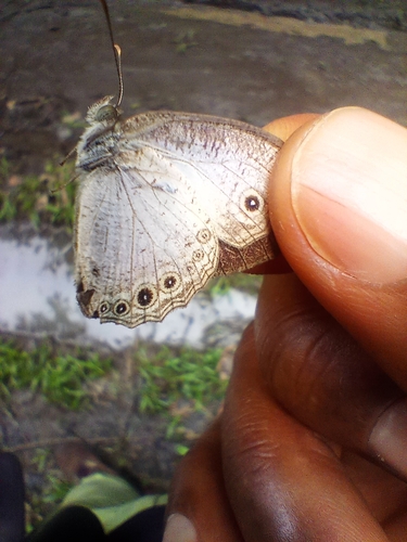 Light Bush Brown