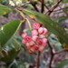 Syzygium aggregatum - Photo (c) Ben Caledonia, todos os direitos reservados, uploaded by Ben Caledonia