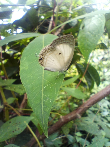 common ginger white