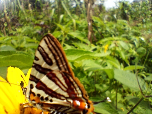 Cigaritis larseni
