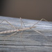 Spiny-thorax Stick Insect - Photo (c) Suzanne and Jim, all rights reserved, uploaded by Suzanne and Jim