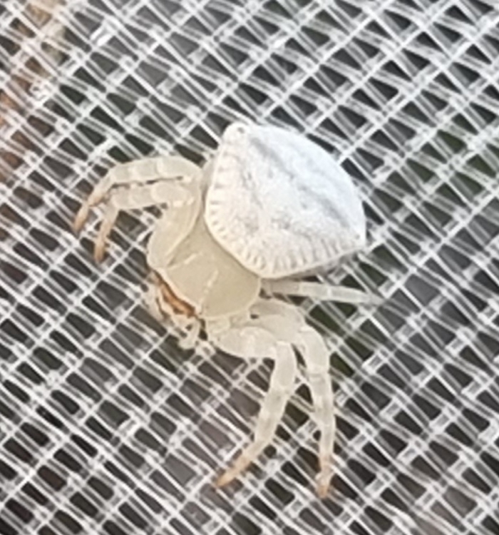 Spectacular Crab Spider from Landsborough QLD 4550, Australia on August