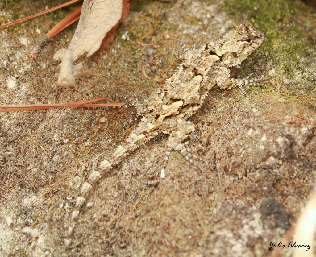Dorsalkeel Spiny Lizard (Sceloporus heterolepis)