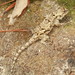 Dorsalkeel Spiny Lizard - Photo (c) Julio Alejandro Álvarez Ruiz, all rights reserved, uploaded by Julio Alejandro Álvarez Ruiz