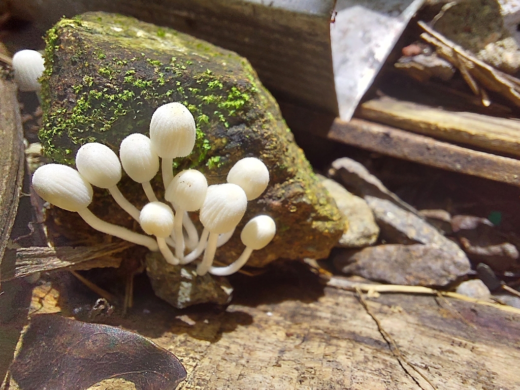 Coprinellus Sect Disseminati From WX76 RGG San Jos Curridabat coprinellus-sect-disseminati-from-wx76-rgg-san-jos-curridabat