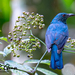 Asian Fairy-Bluebird - Photo (c) Chan Chee Keong, all rights reserved, uploaded by Chan Chee Keong