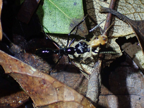 Neoponera commutata
