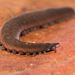 Velvet Worms - Photo (c) andriusp, all rights reserved