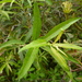Salix pedicellata canariensis - Photo (c) wojtest, todos los derechos reservados, subido por wojtest