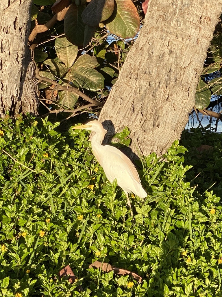 Cattle Egret From Maui Kihei HI US On July 27 2022 At 06 46 AM By   Large 