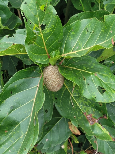 African peach