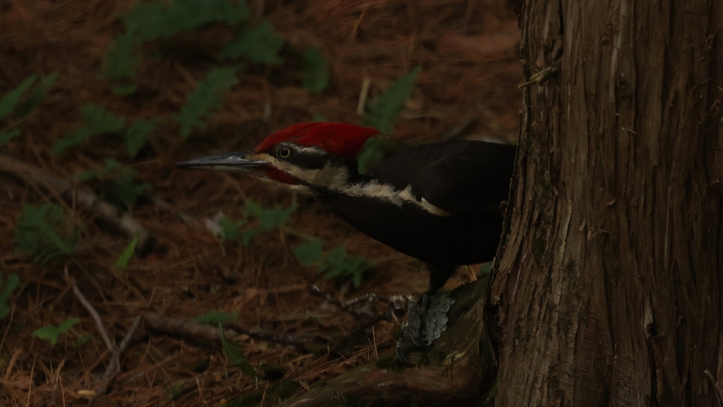 Pileated Woodpecker From Peterborough County ON Canada On July 28   Large 