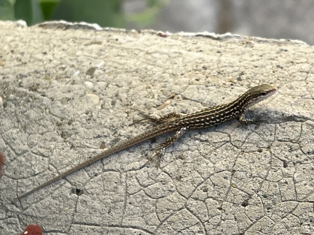 Italian Wall Lizard From Viale Luigi Pirandello Ginosa Apulien IT On   Large 