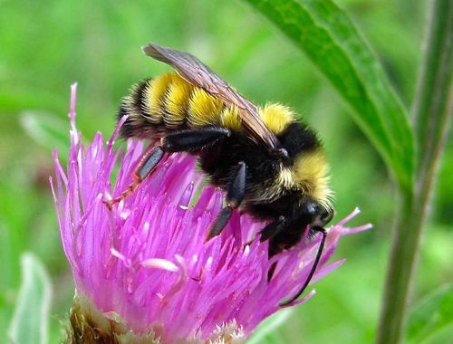 Golden Northern Bumble Bee