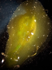 Image of Phyllaplysia engeli