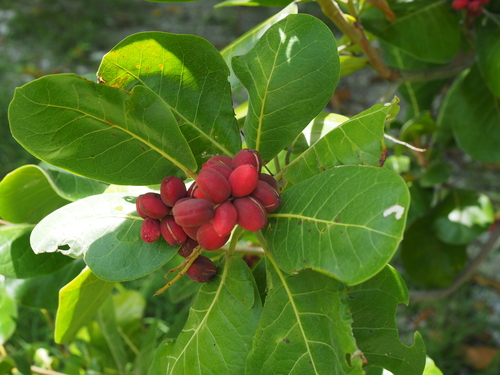 Terminalia samoensis