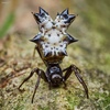 Spined Micrathena - Photo (c) macrobrice, all rights reserved, uploaded by macrobrice