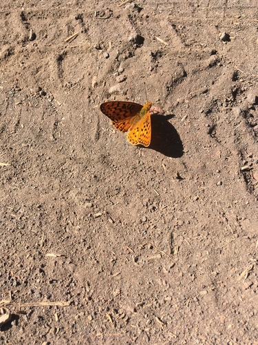 iNaturalist observation photo of Greater Fritillaries