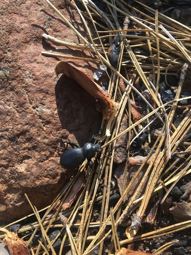 iNaturalist observation photo of Darkling Beetles