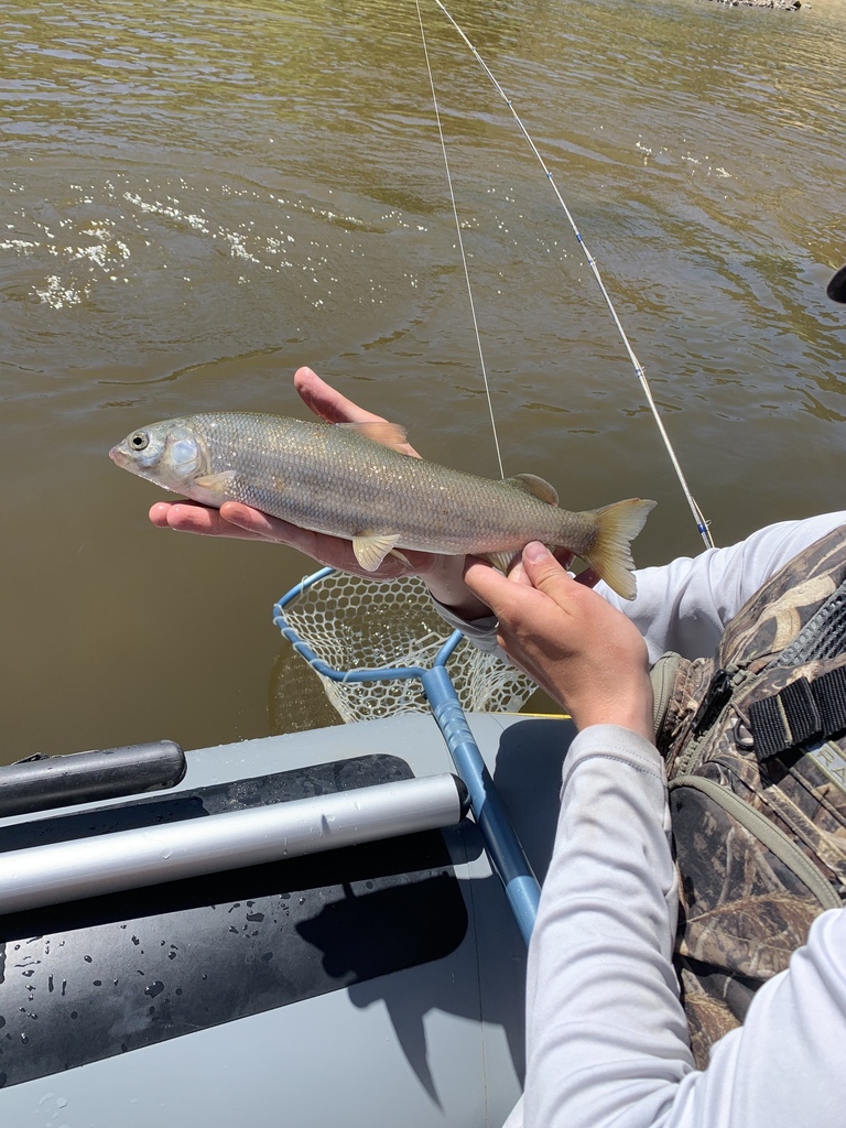 Mountain Whitefish (Trout,Salmon, and Char of colorado) · iNaturalist