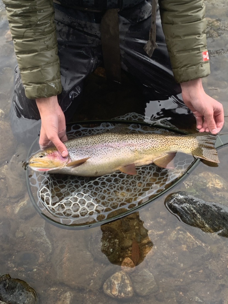 Cutbow Trout (Trout,Salmon, and Char of colorado) · iNaturalist
