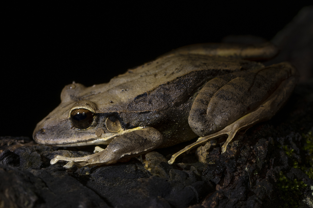 Hispaniolan Giant Frog (Eleutherodactylus inoptatus)