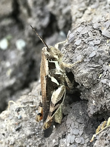Catantops momboensis