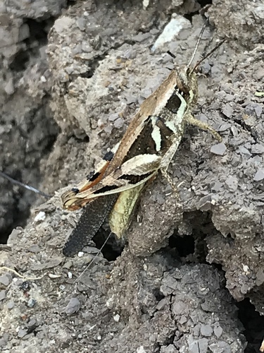 Catantops momboensis