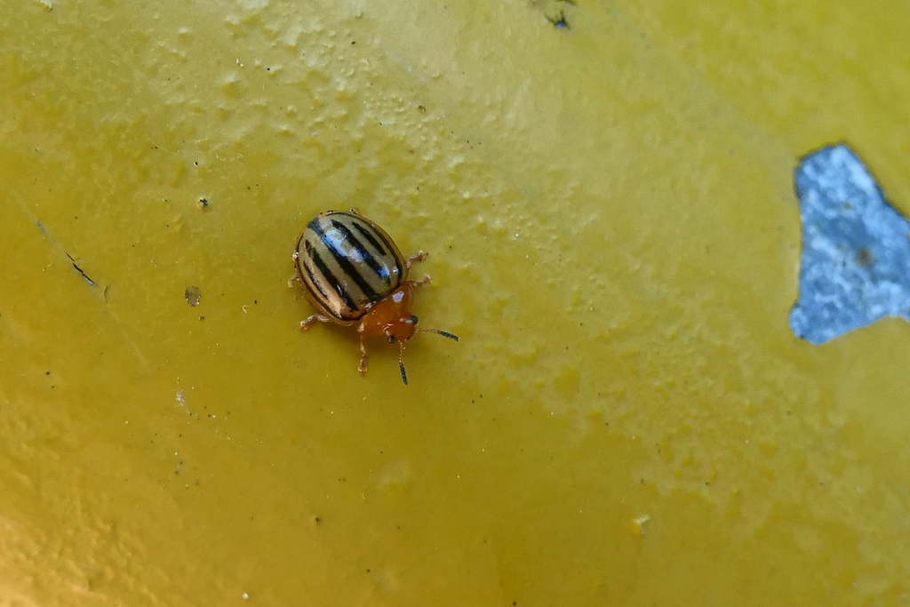 Plagiodera septemvittata from 香港屯門 on August 01, 2022 at 10:47 AM by K ...