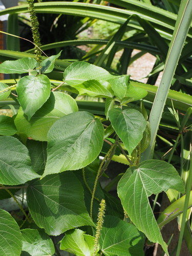 Acalypha caturus