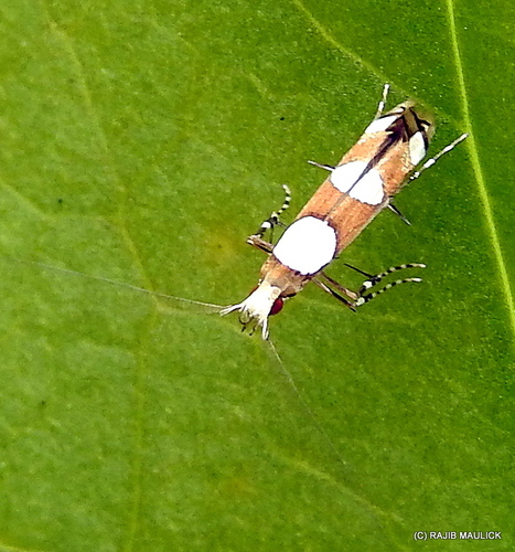 Monocercops