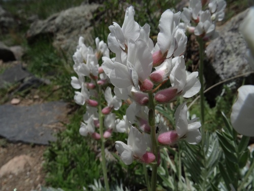 White Point-vetch