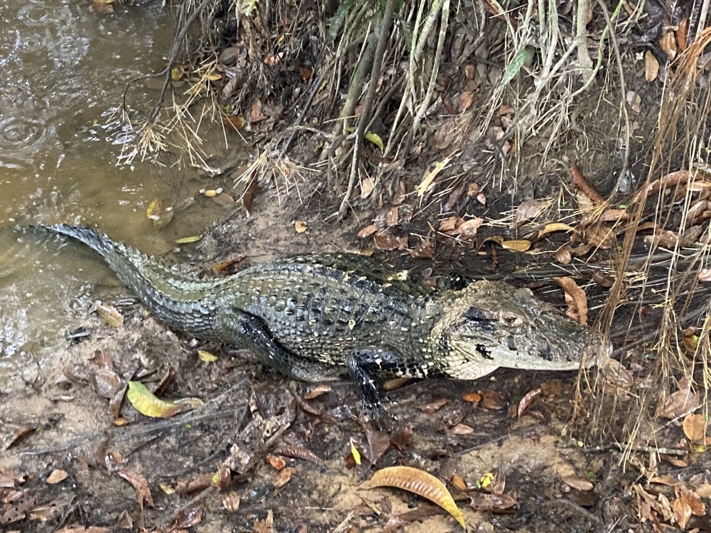 Black Caiman in August 2022 by feenstra · iNaturalist