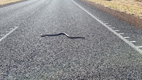 Black-headed Python sighting