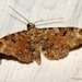 Eupithecia liguriata - Photo (c) Valter Jacinto, todos los derechos reservados