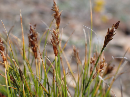 spike sedge (Carex nardina)