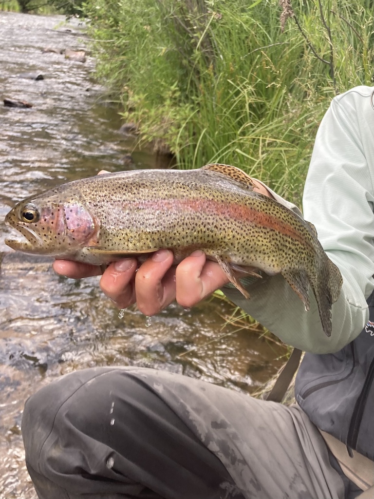 Rainbow Trout (Trout,Salmon, and Char of colorado) · iNaturalist