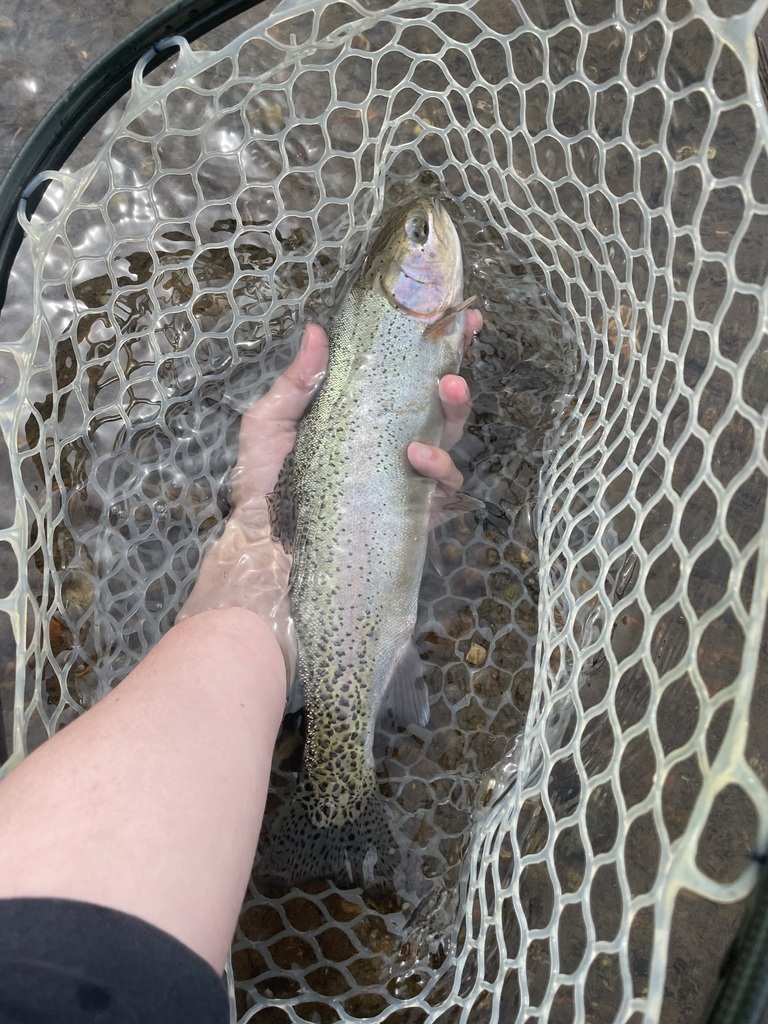 Rainbow Trout (Trout,Salmon, and Char of colorado) · iNaturalist