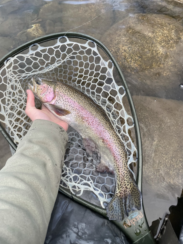 Rainbow Trout (Trout,Salmon, and Char of colorado) · iNaturalist