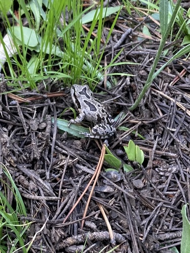 iNaturalist observation photo of Pacific chorus frog